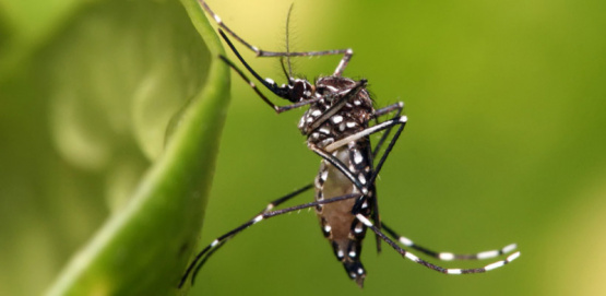 confirman 2 nuevos casos de dengue y ya suman 16 en total
