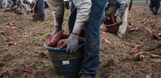 La batata de San Pedro busca reactivarse con tecnología: el INTA y FAUBA proponen soluciones innovadoras