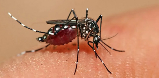 Pergamino se prepara para una jornada clave sobre Fiebre Hemorrágica y Dengue con expertos nacionales