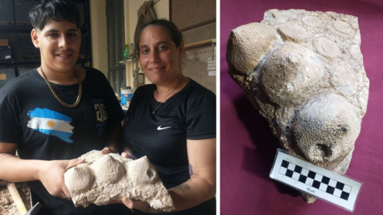 Hallan fósil de 700 mil años con una misteriosa herida que desconcierta a científicos argentinos