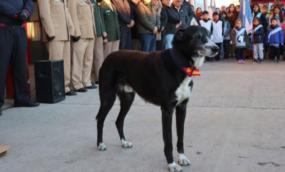 Holmatro, el perro bombero que se ganó un lugar único en el cuartel de San Pedro