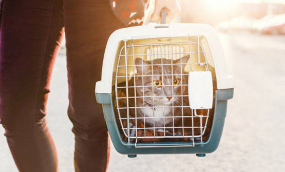 Insólito: Una veterinaria denuncia la falta de devolución de transportadoras para mascotas