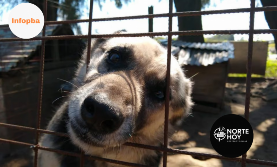 Rifa solidaria por el Día del Niño: el Refugio San Pedro busca fondos para más de 100 animales rescatados