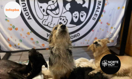 Animales Ramallo en crisis: la ONG pide ayuda para evitar cerrar sus puertas