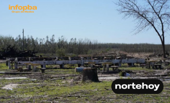 Tala masiva de árboles en el predio de Pesca y Casting desata polémica ambiental