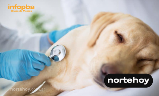 Vecinos de La Providencia alertan por envenenamiento de perros y gatos: ya hay animales internados y muertos