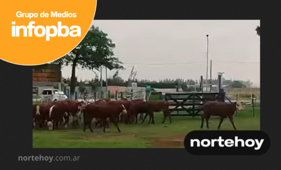 Premio millonario en El Fortín San Pedro: cuánto valen las 20 terneras y qué opciones tiene el ganador