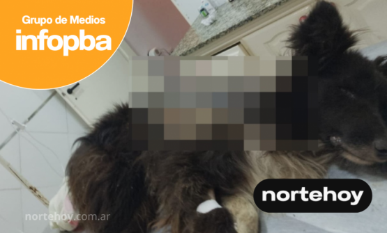 Tobi, un border collie, lucha por su vida tras ser encontrado en estado crítico